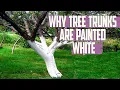 Why Are Tree Trunks Painted White - Tree Whitewashing