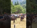 Download Lagu Horse fighting #amazing #youtubeshorts #shorts #viral