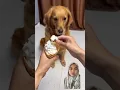 Download Lagu GUGUK MAKAN ES KRIM #shorts #dog #funny #goldenretriever
