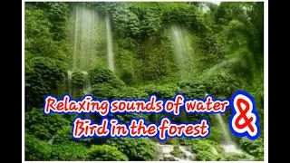 suara air mengalir dan burung relaksasi untuk burung macet bunyii