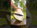 Download Lagu Satisfying Coconut Opened with a Sharp Knife ‼️ #asmr #coconut #satisfying #cuttingskills #shorts