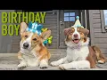 11e VERJAARDAG - Topi de Corgi