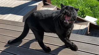 Lots to do in the village with Luna the panther and CO 😸(ENG SUB)
