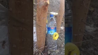 مصيدة الدبور الأحمر 