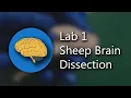 Lab 1 Sheep Brain Dissection and Anatomy 4K ULTRA REUPLOAD