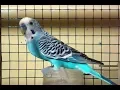 Download Lagu Burung Parkit Gacor Suara Bervariasi Sangat Unik