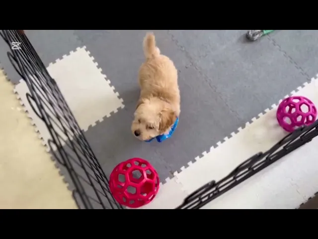 動画