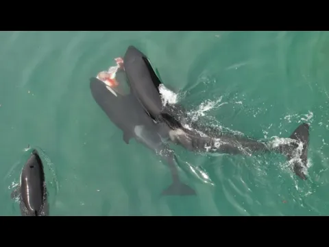 Download MP3 Orca Hunt New Zealand