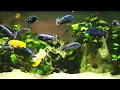 Calm Marimba Music & Water Sounds in Aquarium • Sleep, Relax, Spa, Yoga, Zen Meditation