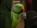 Lagu parrot reciting surah ikhlas #surahikhlas #parrot #love #nature