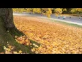 Download Lagu Yuk Lihat ! Musim gugur indah di taman Belgia
