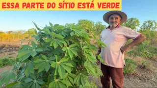 ESSA PARTE DO SÍTIO AINDA ESTÁ VERDE ARRACANDO MACAXEIRA DESSA PARTE +COLHENDO BANANA