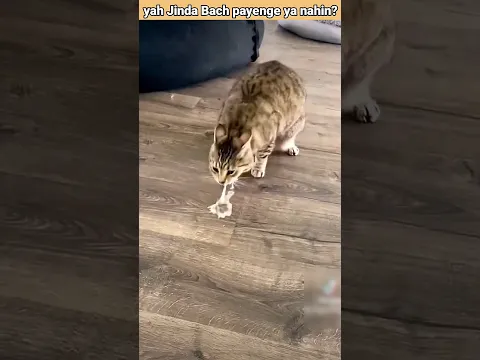 ज्यादातर Cats Lemon and orange क्यों नहीं खाते?