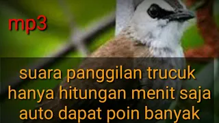 pancingan panggilan suara pikat trucukan cukup 5 menit saja auto melimpah 