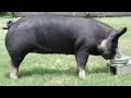 Poland China Pigs Large Rapid Weight Gain