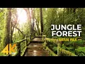 Download Lagu 4K Nature Treasures of Hawaii Botanical Garden - Jungle Forest Cinematic Virtual Walk (Slow Motion)