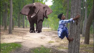Elephant Attack On Village Boy | Elephant Attack Jungle | Elephant Attack India