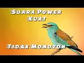 Download Lagu Suara Tembakan Kasar Burung Fighter – Variasi Isian Padat \u0026 Mantap