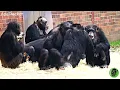 Download Lagu Stevie Runs Off With Baby Chimp Jeff And Little Toyah Makes A Bed