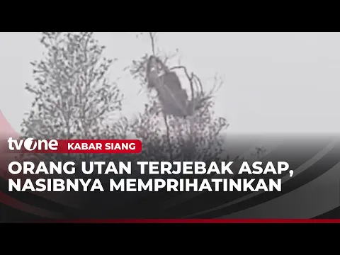 Orang Utan Terjebak Asap Pekat Karhutla