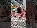Download Lagu In memory of Berani 🦧 #denver #zoo #gorilla #gorillatag #monkey #funnyanimals #wildlife