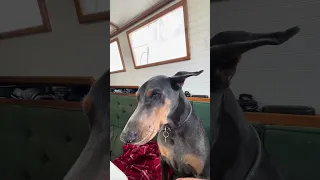 .. #fyp #dream #doberman #pets #YouTube
