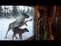 A Reindeer Was Born in a –71°C Blizzard | A 73 Year Old Widow Fights to Keep It Alive