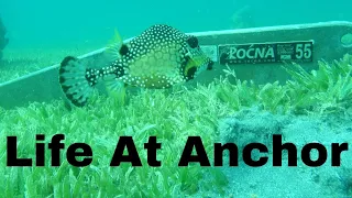 Life at Anchor – Martinique