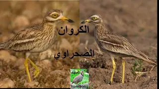 صوت الكروان الصحراوي دندنها