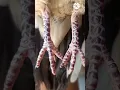 Download Lagu MUDAH CARA MENGHITUNG SISIK PERKUTUT | CARA HITUNG SISIK KAKI PERKUTUT| SISIK KAKI PERKUTUT ROJOWONO