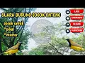 Lagu SUARA BURUNG SOGOK ONTONG