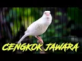 Download Lagu KENARI ISIAN MEWAH!! MASTERAN KENARI ISIAN SIKATAN LONDO GACOR