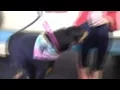 Doberman Rescue League Maddie Marley
