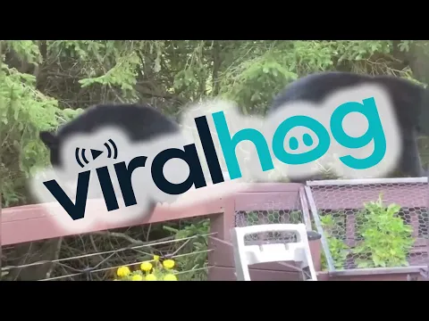 Baby Bear Playtime in Backyard || ViralHog