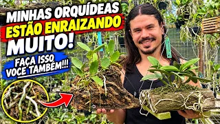 VEJA COMO É FÁCIL PLANTAR ORQUÍDEAS E TER MUITAS RAIZES E FLORES NO SEU ORQUIDÁRIO!!!