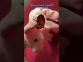 TY Beanie Babies HAMLET Collectible toy