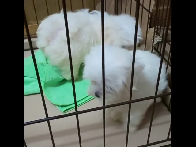 動画