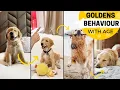 How Your Golden Retriever s Behavior Changes with Age