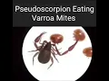 Download Lagu Chelifers (Pseudoscorpion) VS Varroa Mites