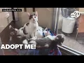 Nearly 1 000 kittens in need of homes at Charleston Animal Society