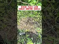 Download Lagu Pikat burung pleci dakun merapi #burung #mangkicauoffecial #birds #burungkicaudialamliar #kicaumania