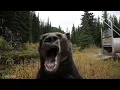 Laggy Bear Edit GIF Meme but in 4K Full Version