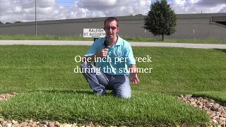 Why Choose Raleigh St Augustine Grass for Your Houston Area Lawn
