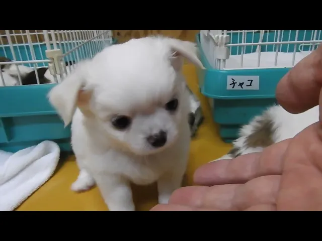動画