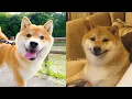 Lagu Shiba Inu — Funny And Cute Videos And Tik Toks Compilation