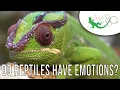 Do Reptiles Have Emotions