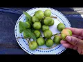 How to Eat and Grow Guinep Quenepa Exotic - UK