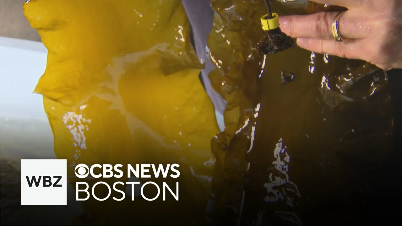 Cape Cod researchers develop kelp that can withstand climate change