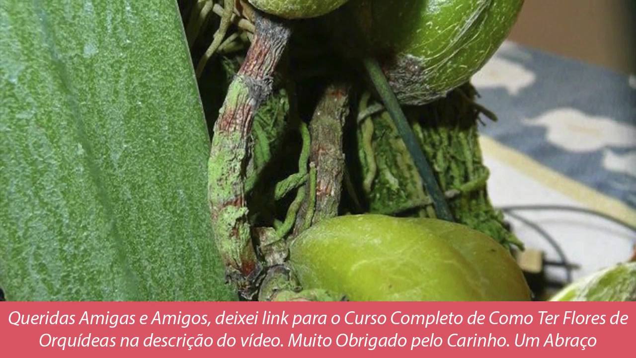COMO CUIDAR DE ORQUIDEAS DA TERRA?