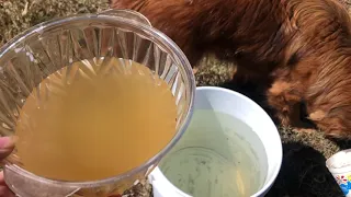 como hacer un insecticida natural y efectivo